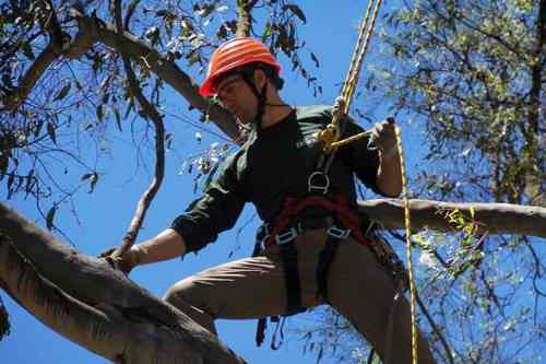 closeup of tree trimmer standing on large tree branch will strapped in with ropes for climbing. Man is wearing an orange hard hat and safety gear