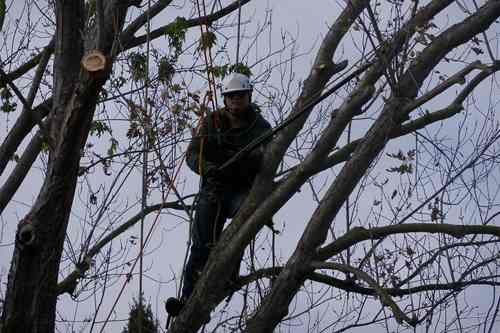 dark photo of man in tree in safety harness