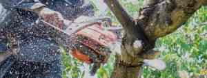 photo in landscape format of man using chainsaw to trim tree branch