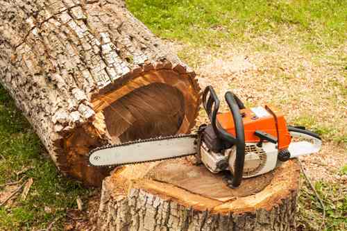 photo of chainsaw placed on tree stump with tree trunk on the ground in the background