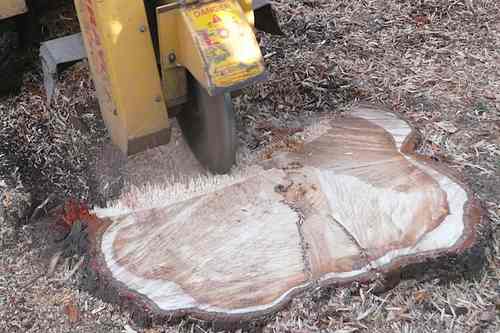 Stump Removal