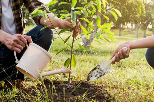 Tree Planting Service