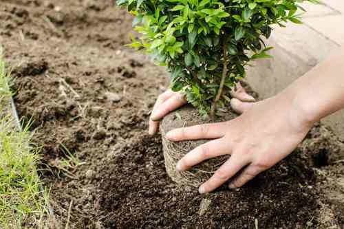 Tree Planting Service