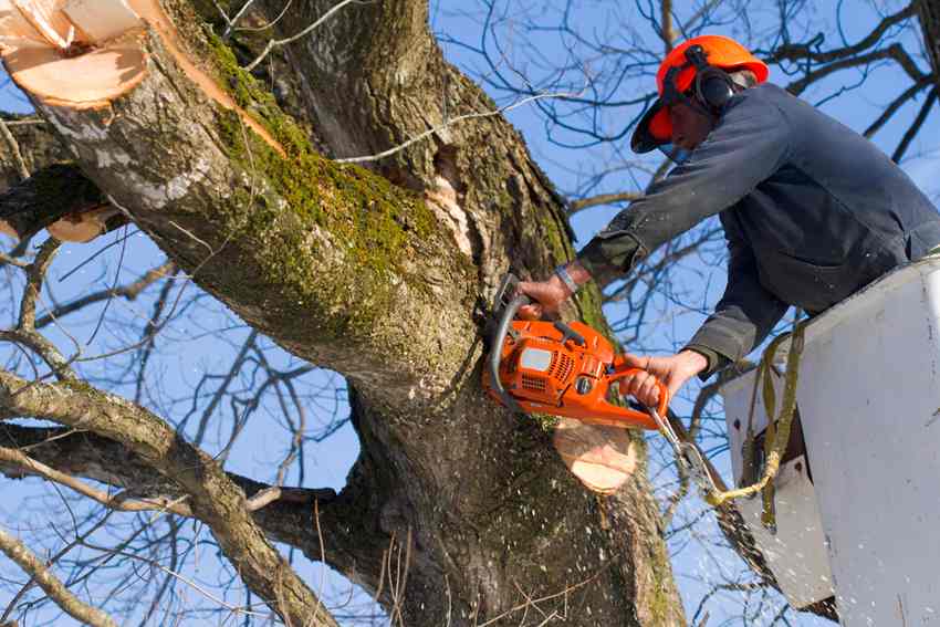 man in cherry picker wearing safety gear using chainsaw to trim large branches on a tree