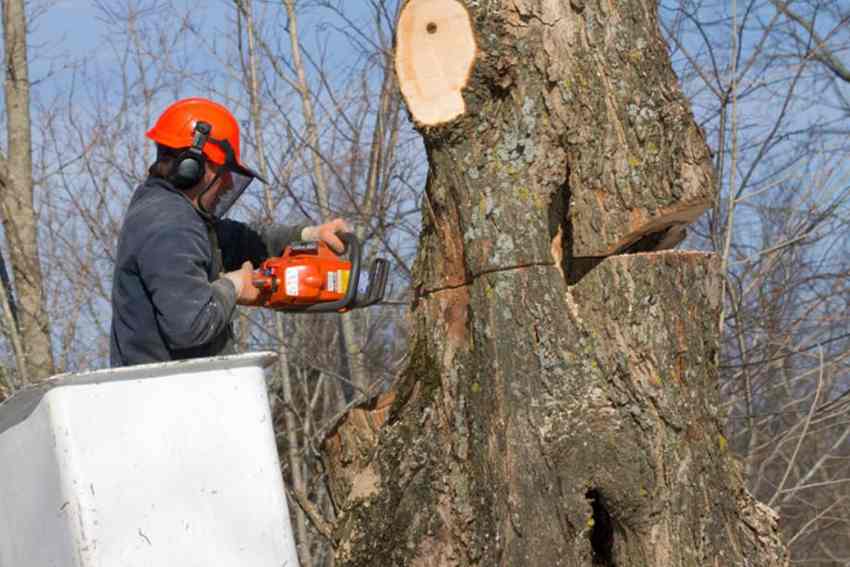 tree_removal