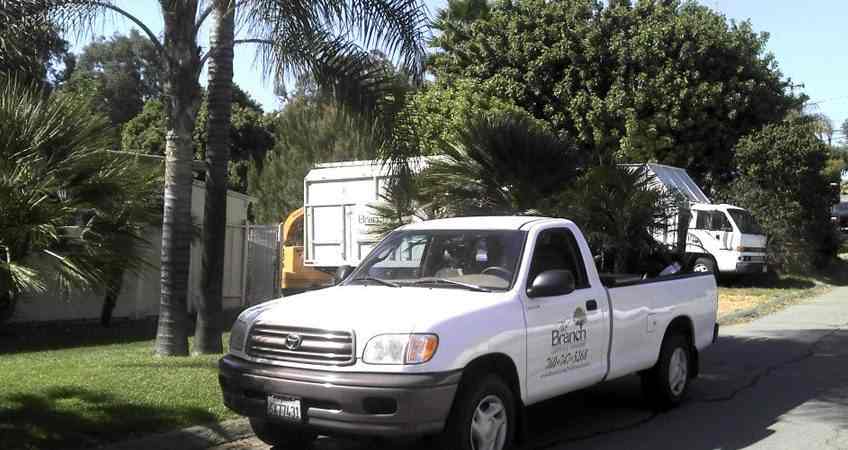 photo of white The Branch pickup truck loaded with palm tree fronds trimming