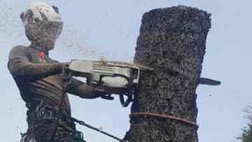 photo of man using chain saw to remove part of tree trunk. sawdust flying and man is wearing safety gear
