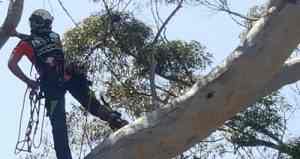 photo of man standing on long eucalyptus tree brand while wearing rope harness and safety helmet