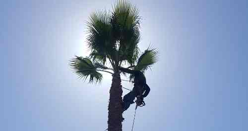 photo looking up to the sky of man in rope harness trimming a palm tree