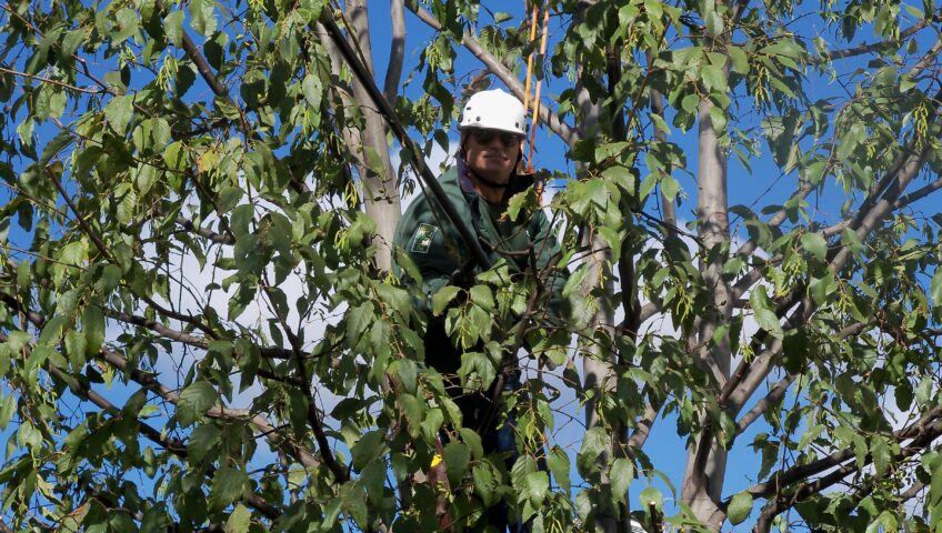 photo of a certified arborist high in a tree using rope safety equipment and wearing a white hard hat