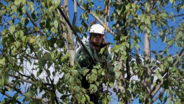 photo of a certified arborist high in a tree using rope safety equipment and wearing a white hard hat