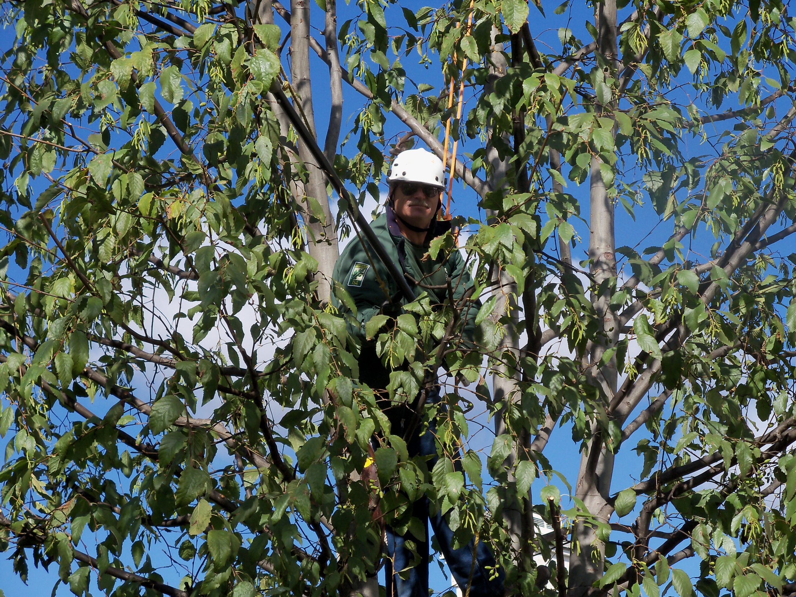 Are You Hiring the Right Arborists? - Tree Service, Tree Trimming, Tree ...