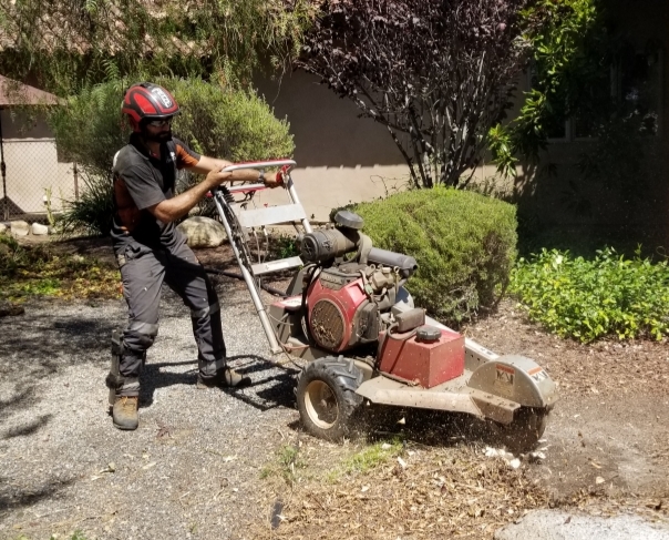 stump removal