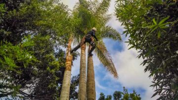 arborist trimming top of palm tree