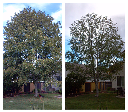 before (left) and after (right) of overgrown tree