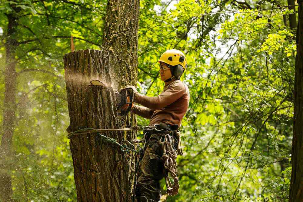 Tree Trimming - Arborist removing large limb from tree
