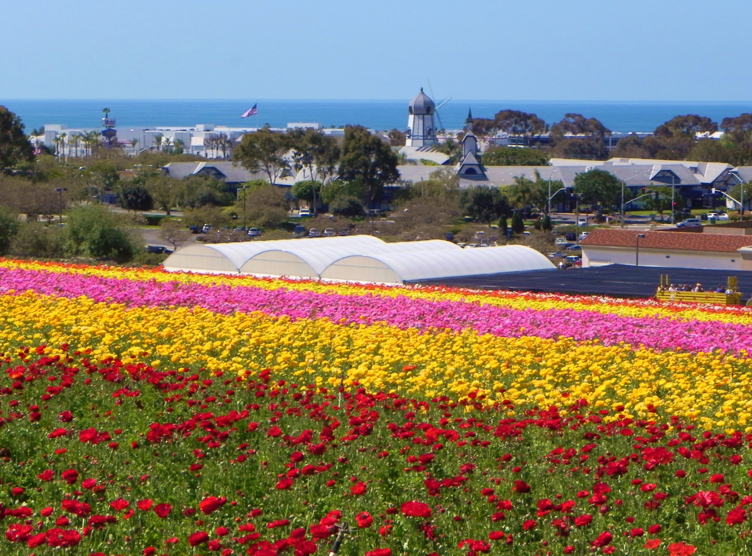 Carlsbad tree Care and a view of the famous flower fields and coastal skyline