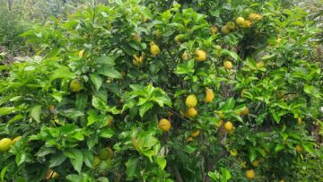 Lemon tree with lemons in San Diego North County