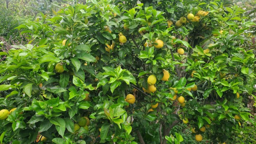 Lemon tree with lemons in San Diego North County